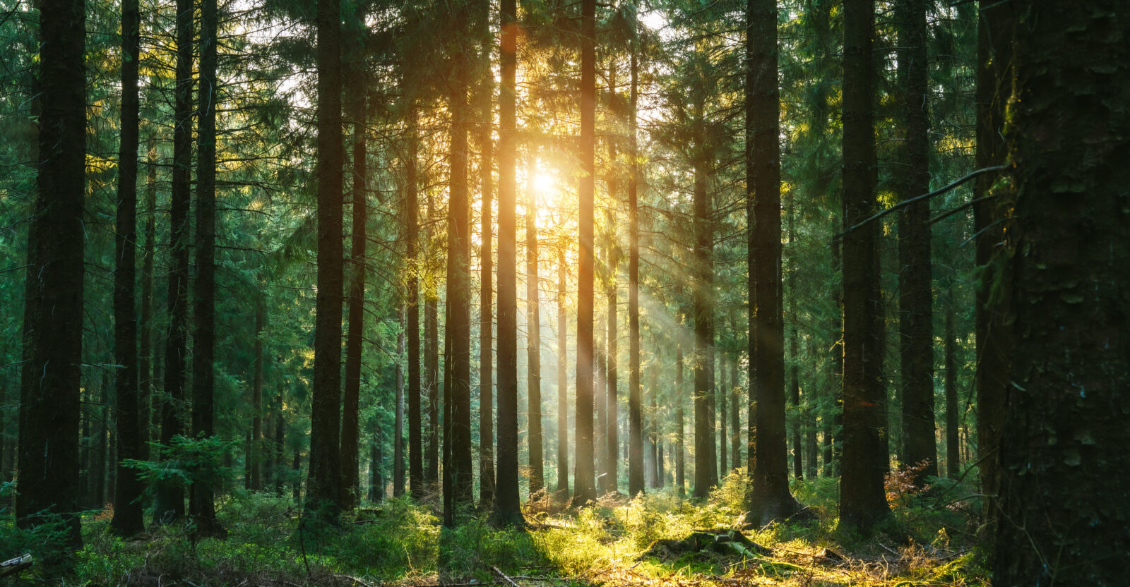 Silent Forest in spring with beautiful bright sun rays